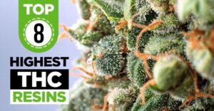 Top 8 Highest THC Strains Resins